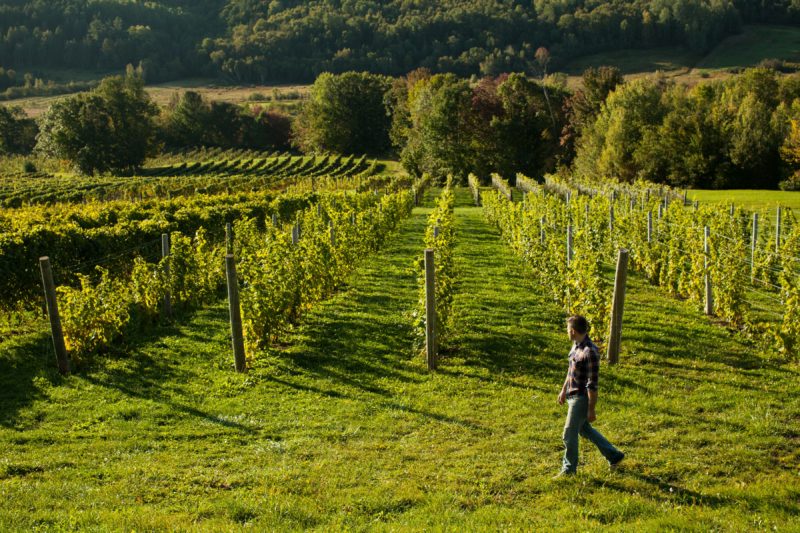 Benjamin Bridge Vineyard