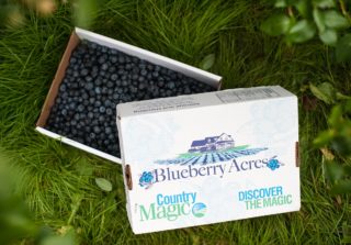 Box with blueberries picked from u pick