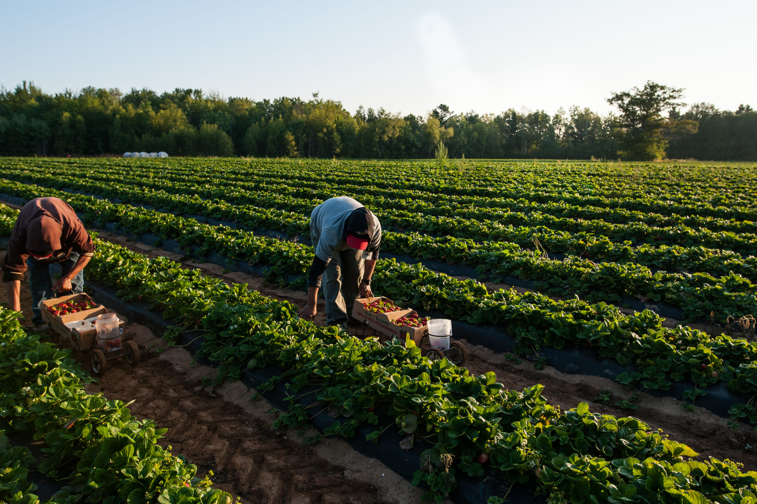 photo of people picking strawberries