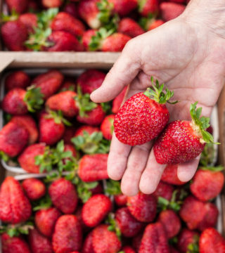 hands with strawberries