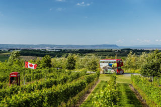 A photo of the Magic Winery Bus' signature Double Decker bus driving up the road behind a vineyard to Luckett Vineyards.