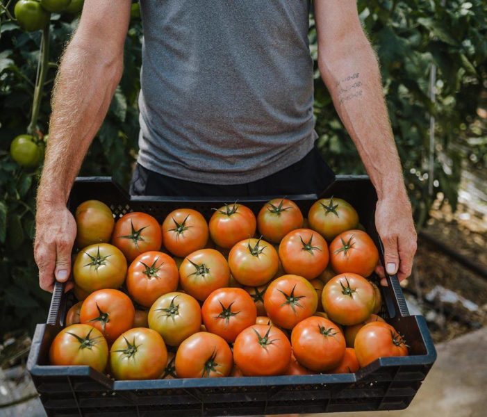 man holding crate of den haan tomatoes