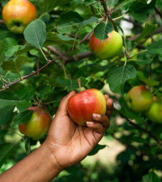 Hand picking an apple out of an apple tree