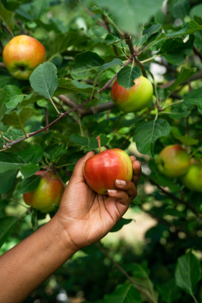 Hand picking an apple out of an apple tree