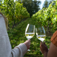 two hands cheers two wine glasses of white wine in a vineyard