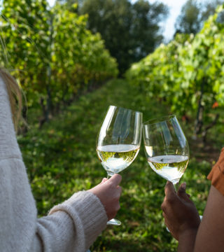 two hands cheers two wine glasses of white wine in a vineyard