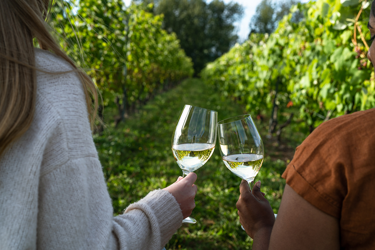 two hands cheers two wine glasses of white wine in a vineyard