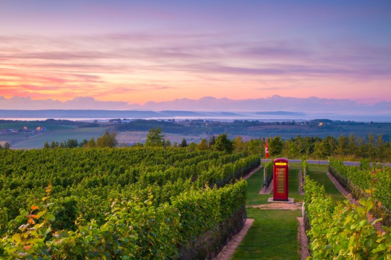 the luckett phone booth sits in the vineyard against a sunset