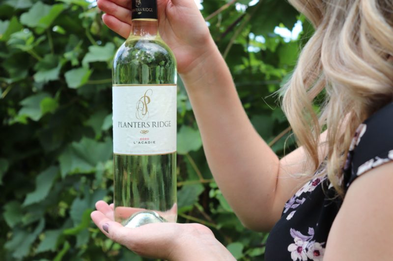 A person holding a wine bottle in a vineyard.