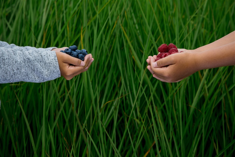 Two sets of hands hold out berries - one blueberries and one raspberries in front of tall green grass