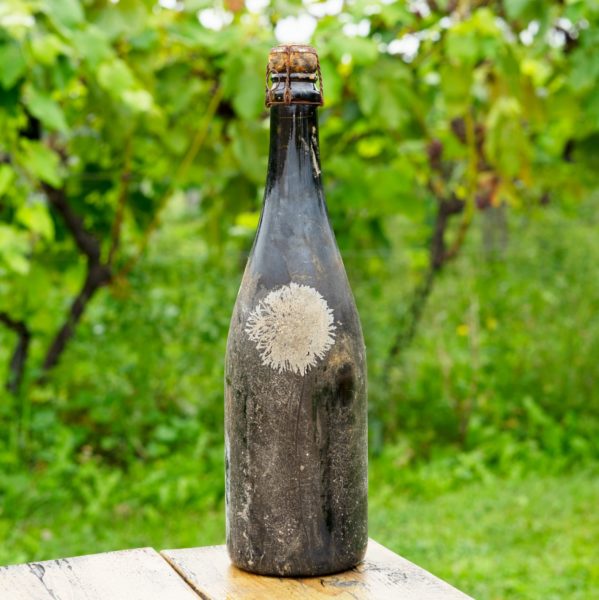 a bottle of wine from benjamin bridge with no logo in front of vines