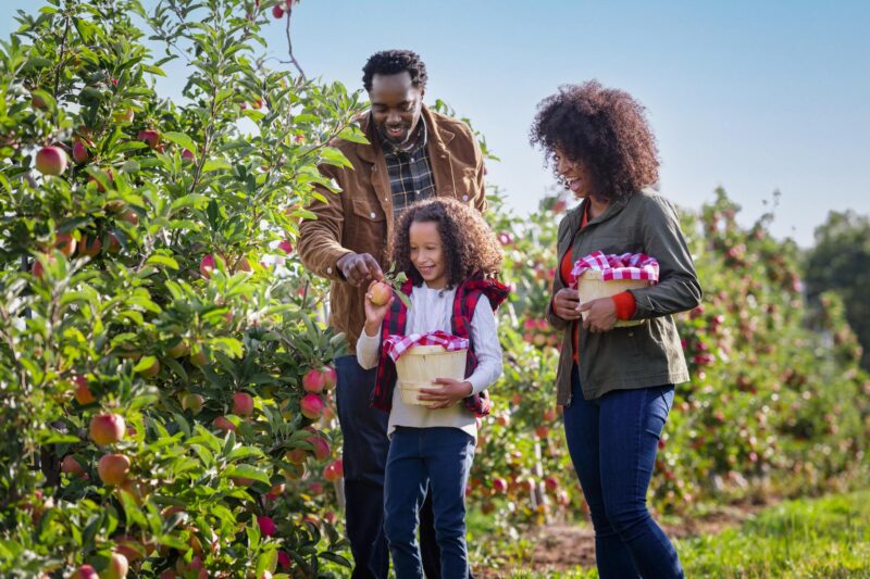A photo of a family picking apples at Noggins Farm Market.